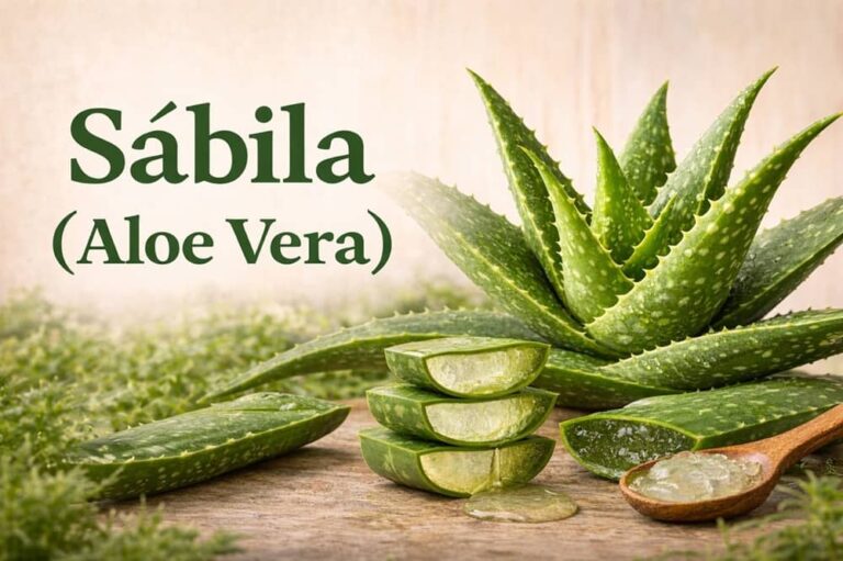 Qué es la Sábila